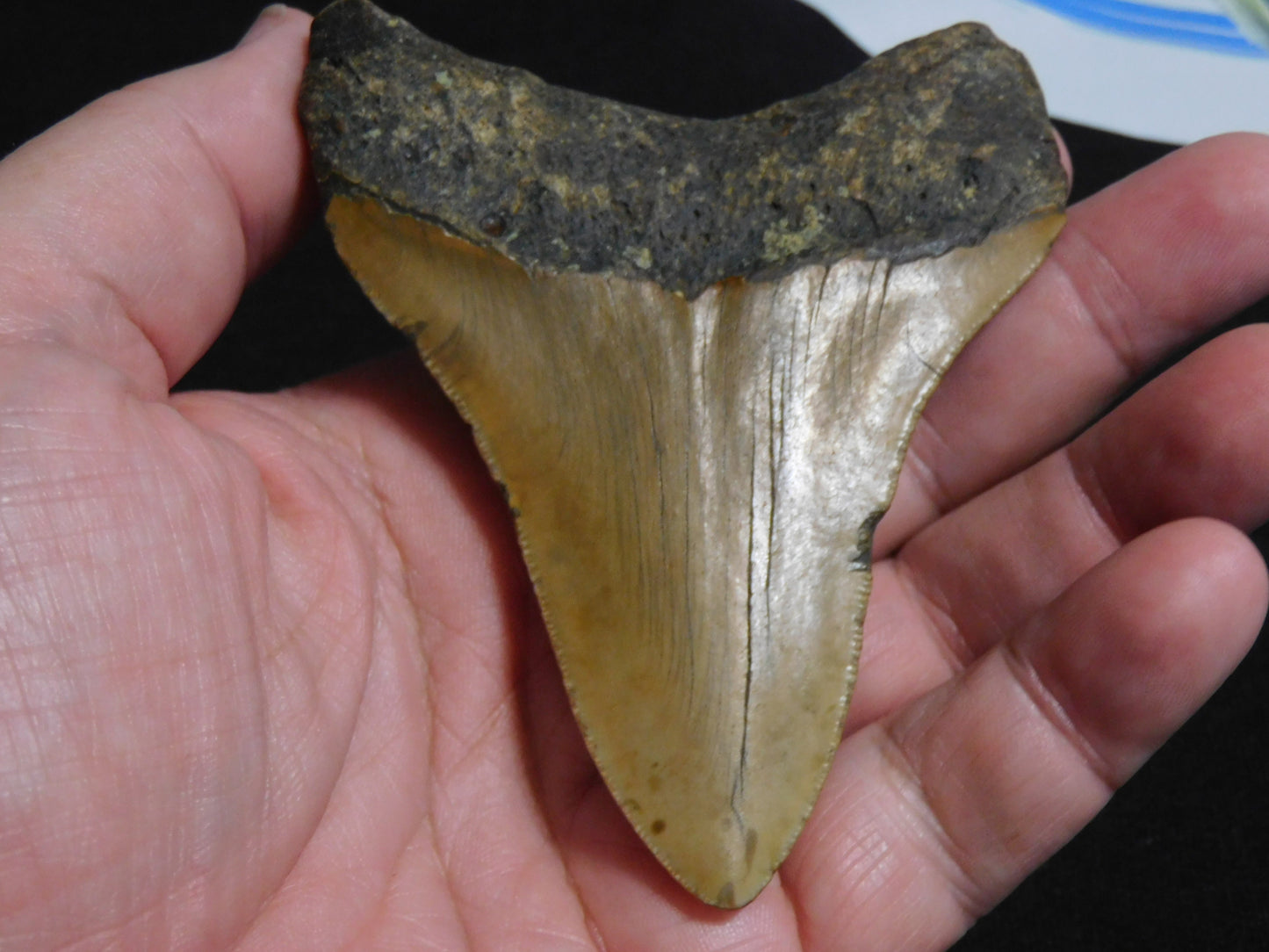 4  inch Megalodon Tooth