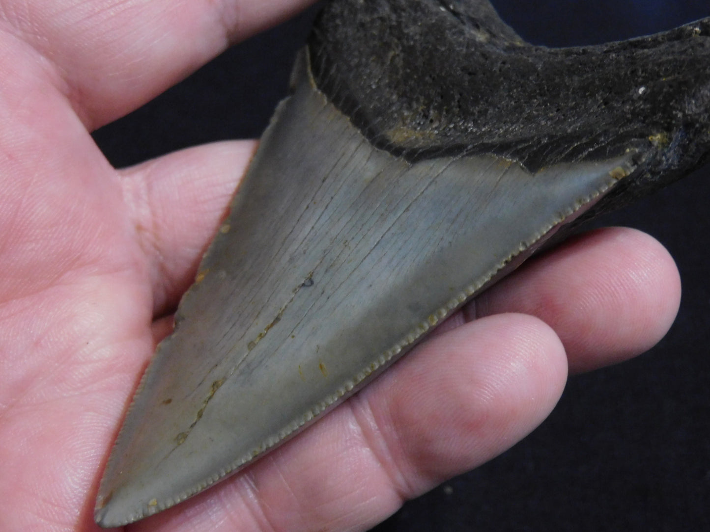 3.9  inch Megalodon Tooth