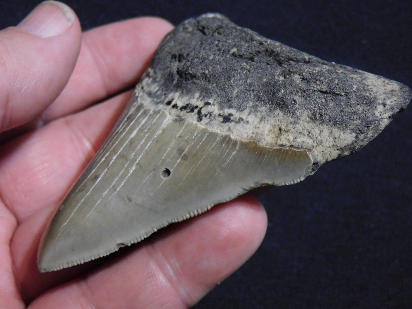 3.5  inch Megalodon Tooth