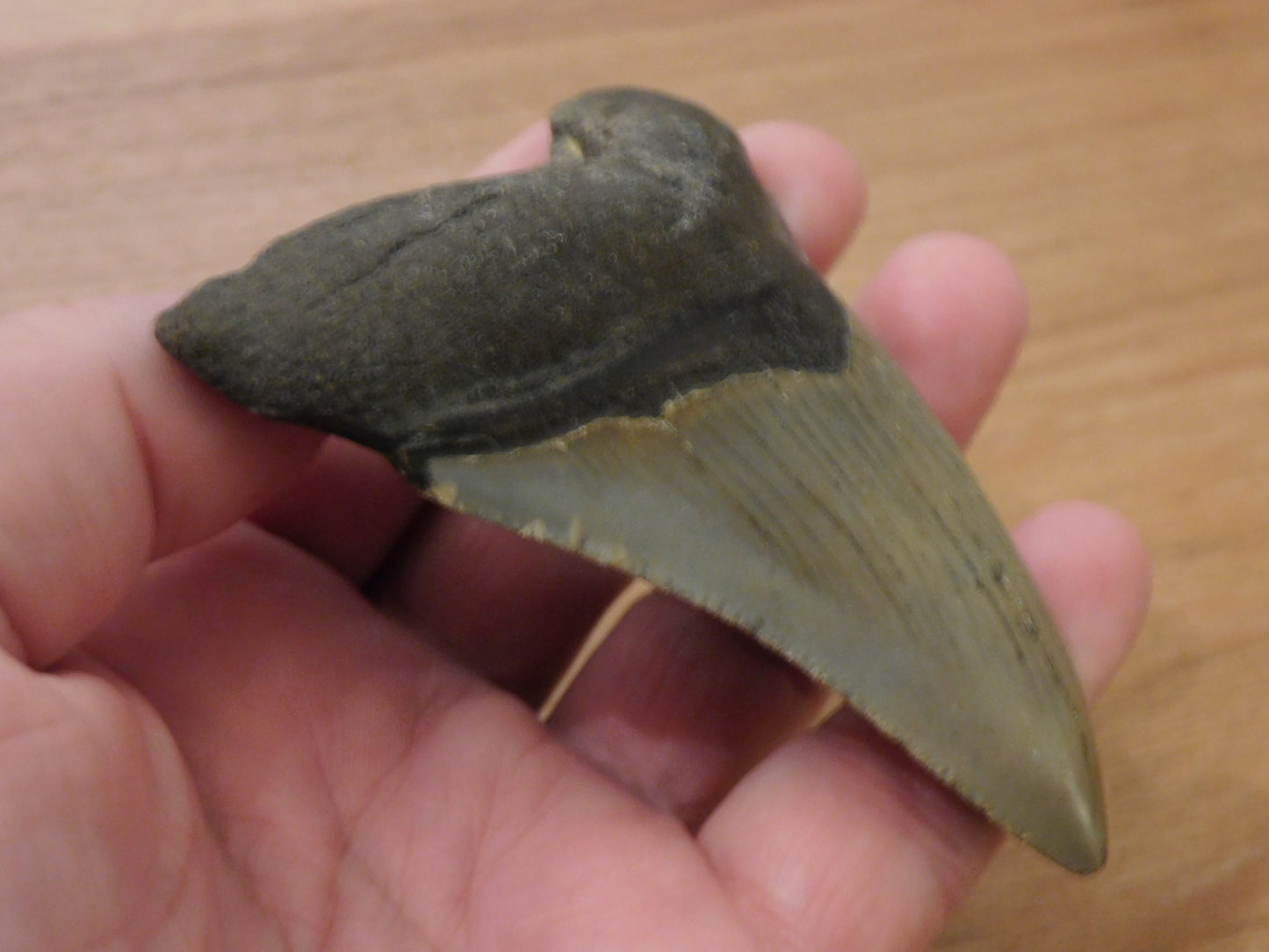 4 inch Megalodon Tooth