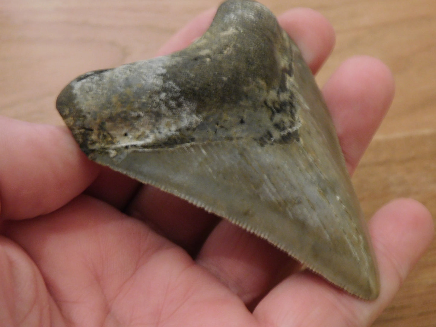 3.4 inch Megalodon Tooth