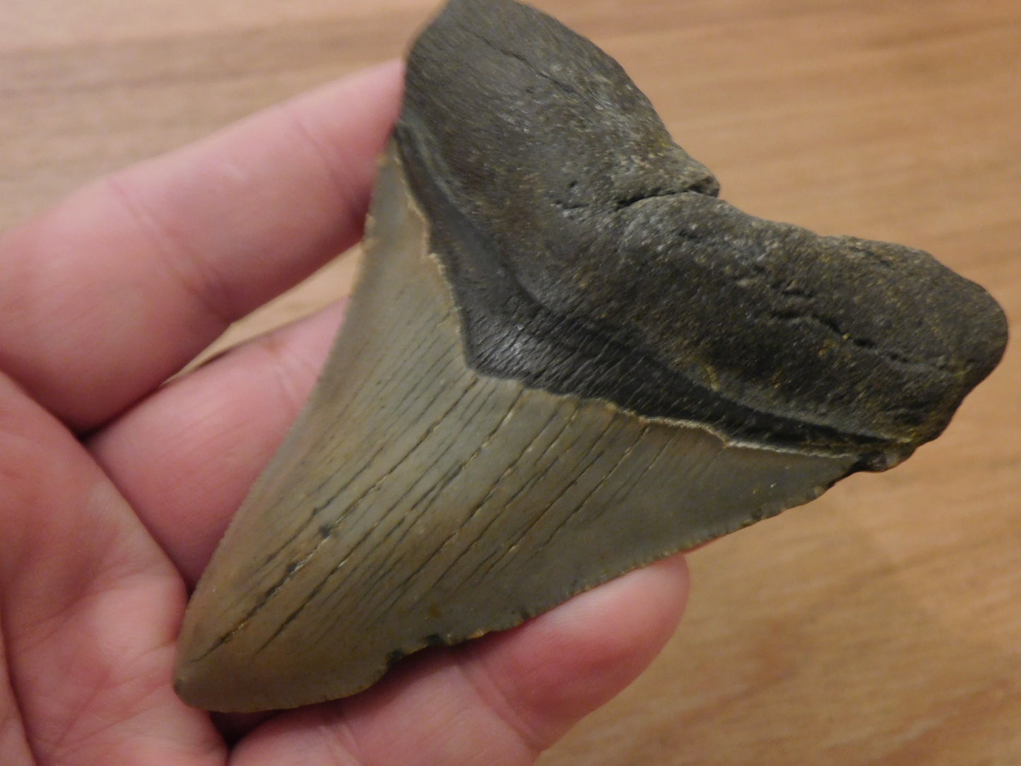 4 inch Megalodon Tooth