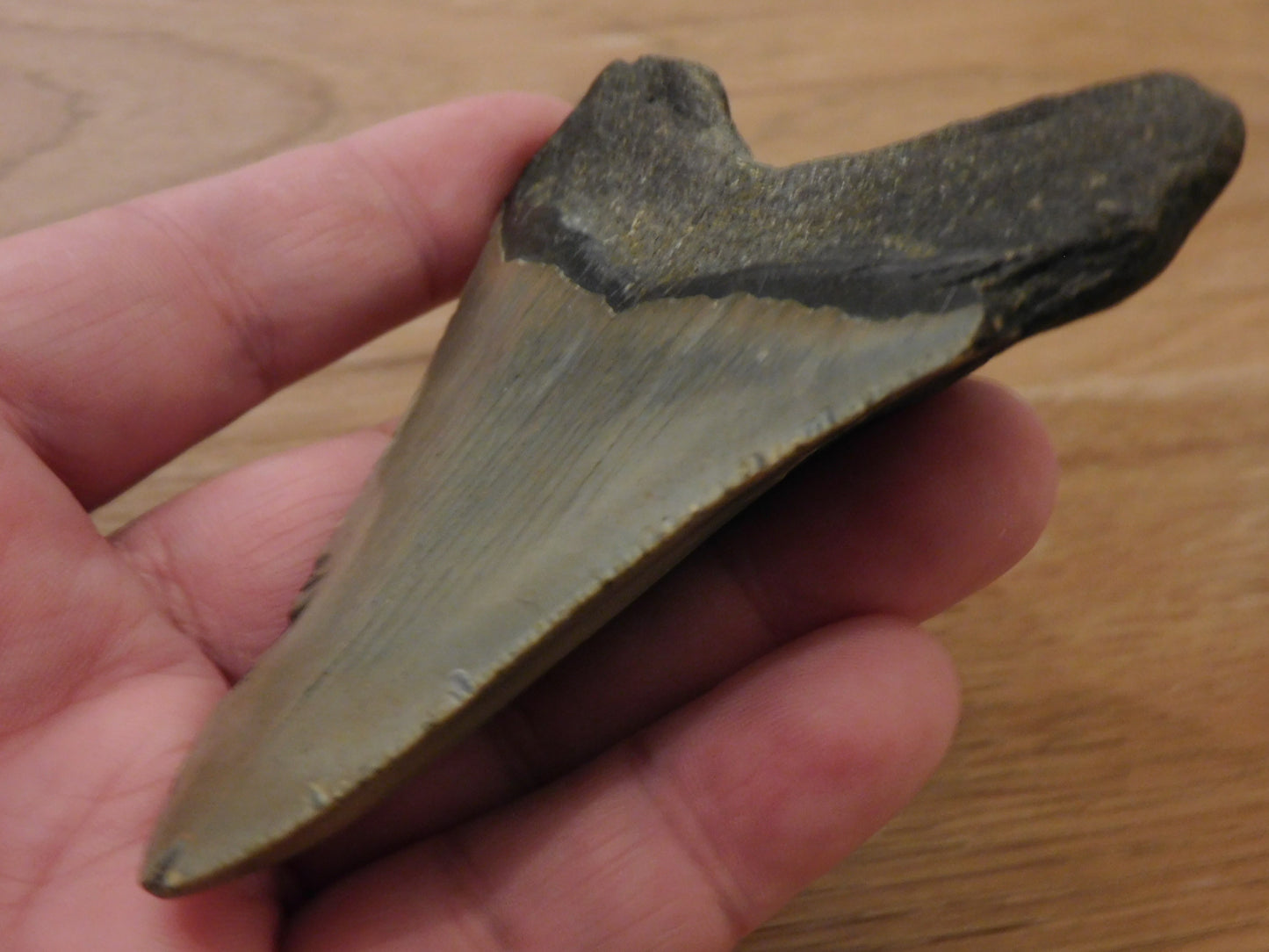 4 inch Megalodon Tooth