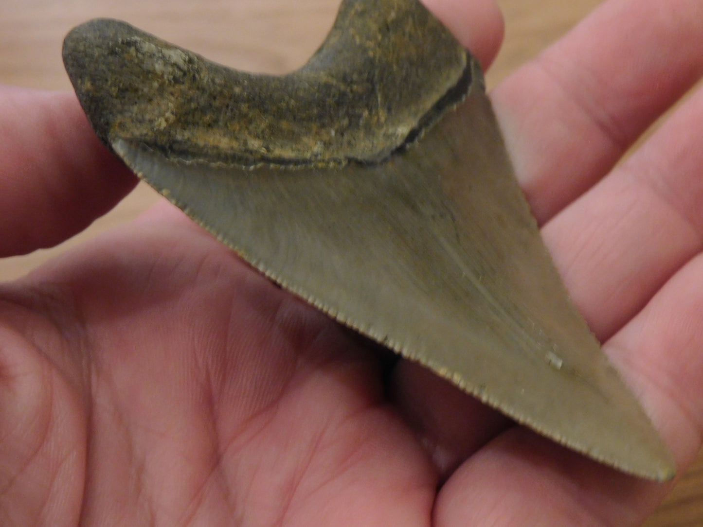 3.4 inch Megalodon Tooth