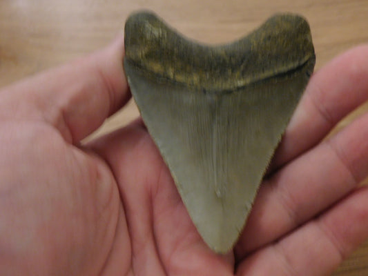 3.4 inch Megalodon Tooth