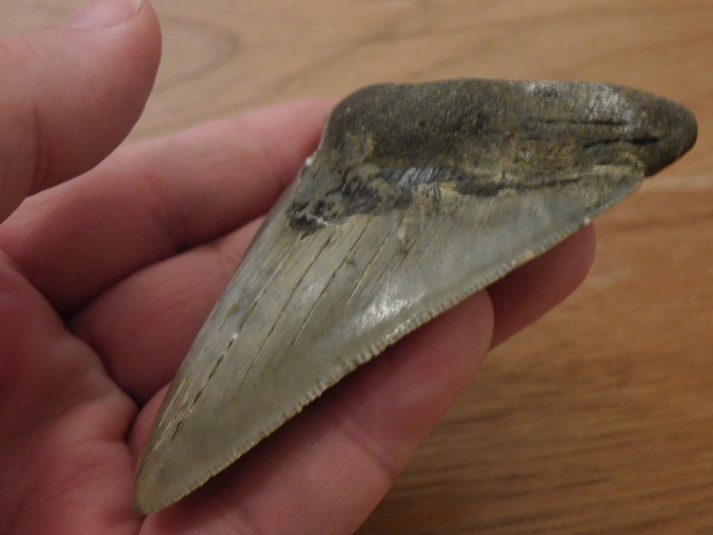 3.4 inch Megalodon Tooth