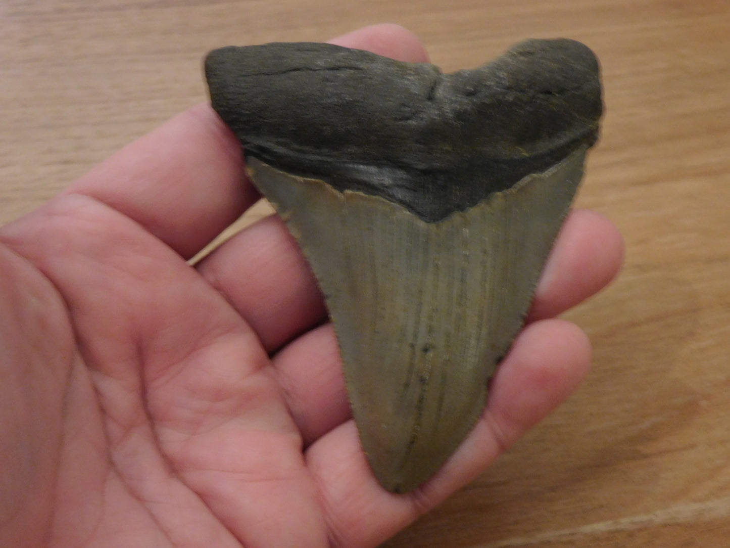 4 inch Megalodon Tooth