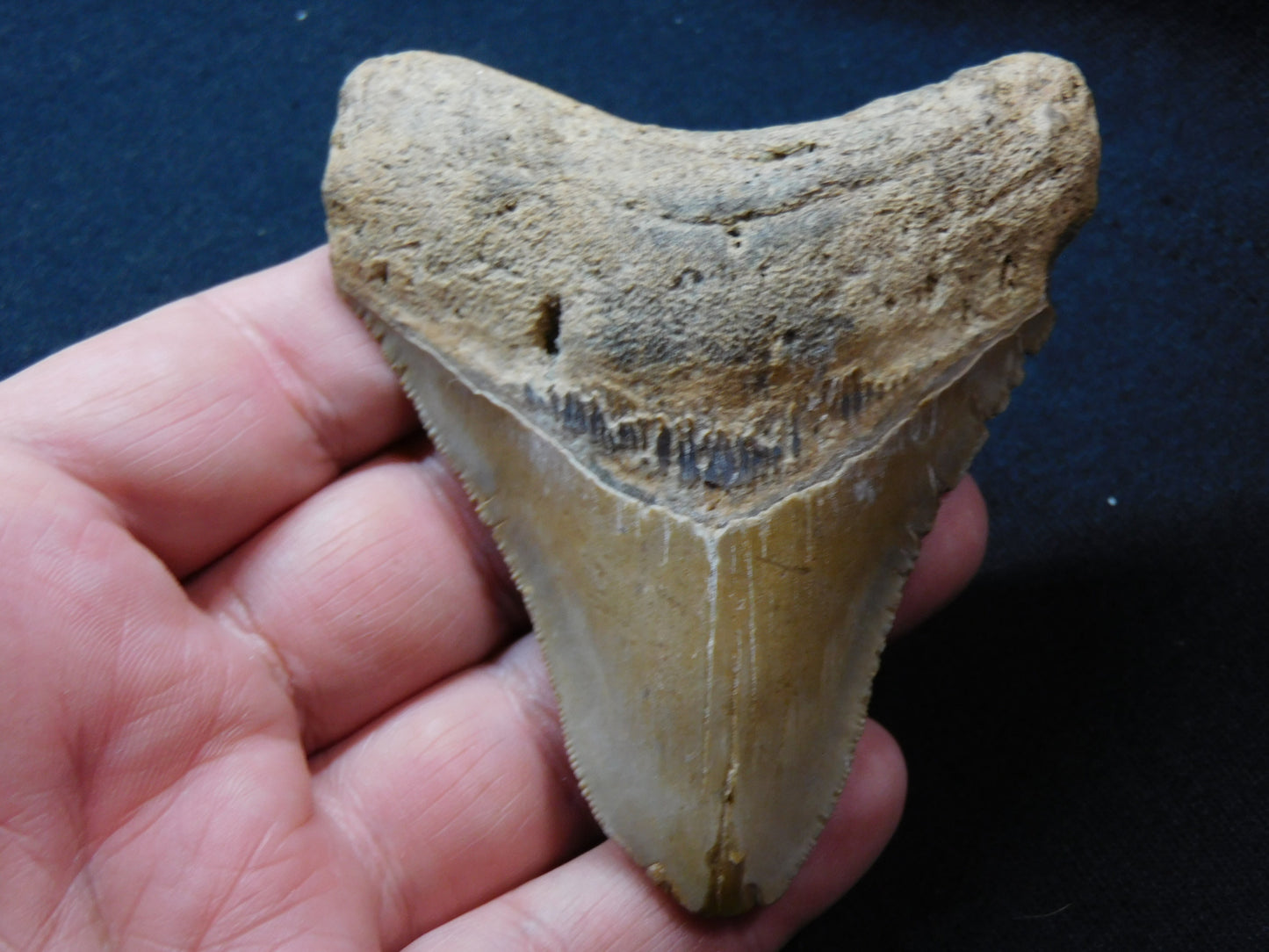 3.8  inch Megalodon Tooth