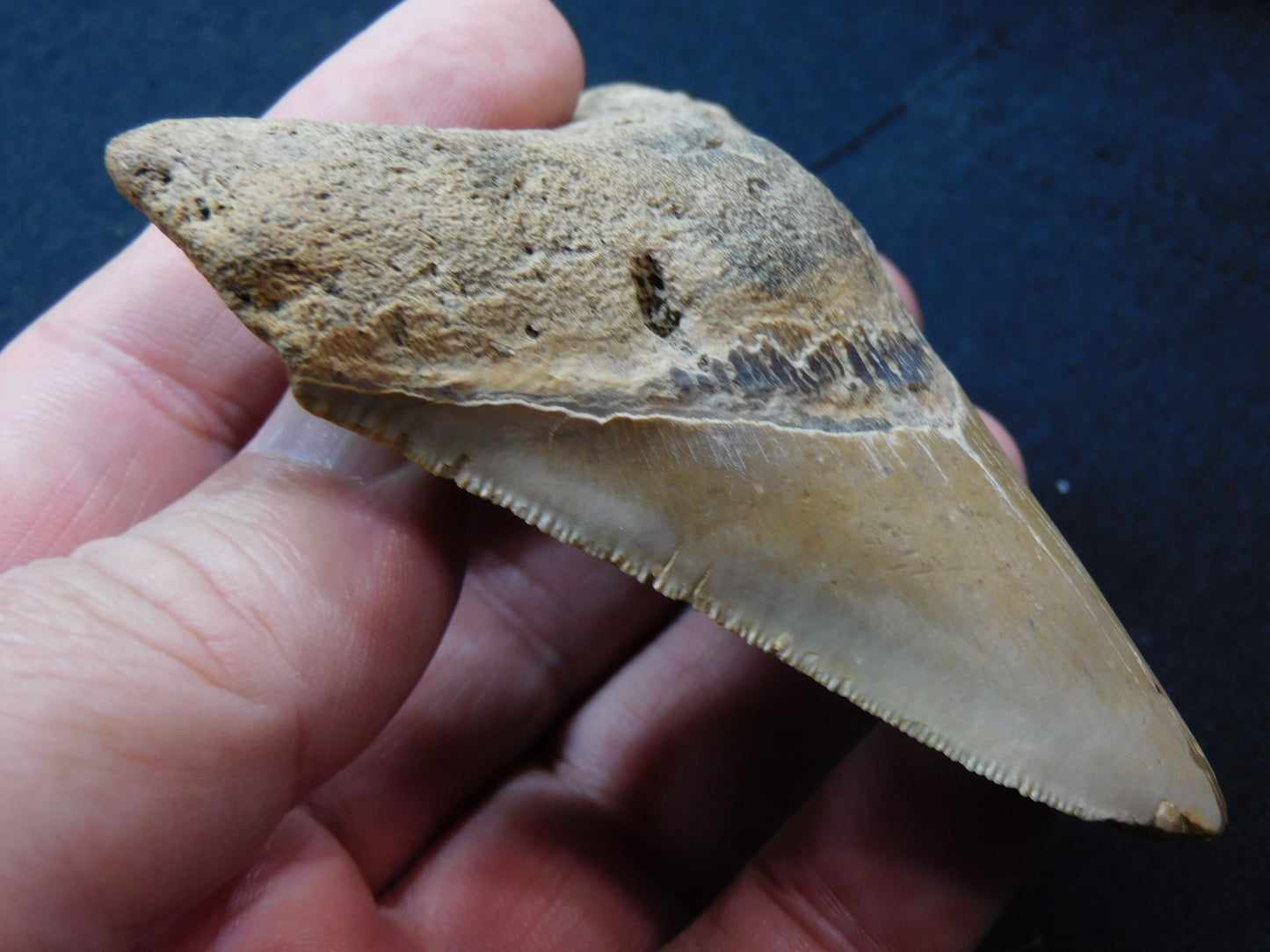 3.8  inch Megalodon Tooth