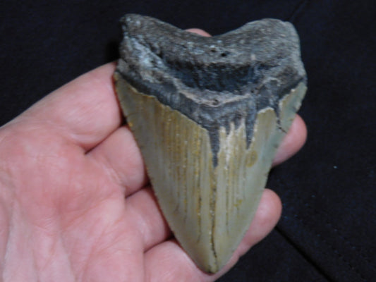 4  inch Megalodon Tooth