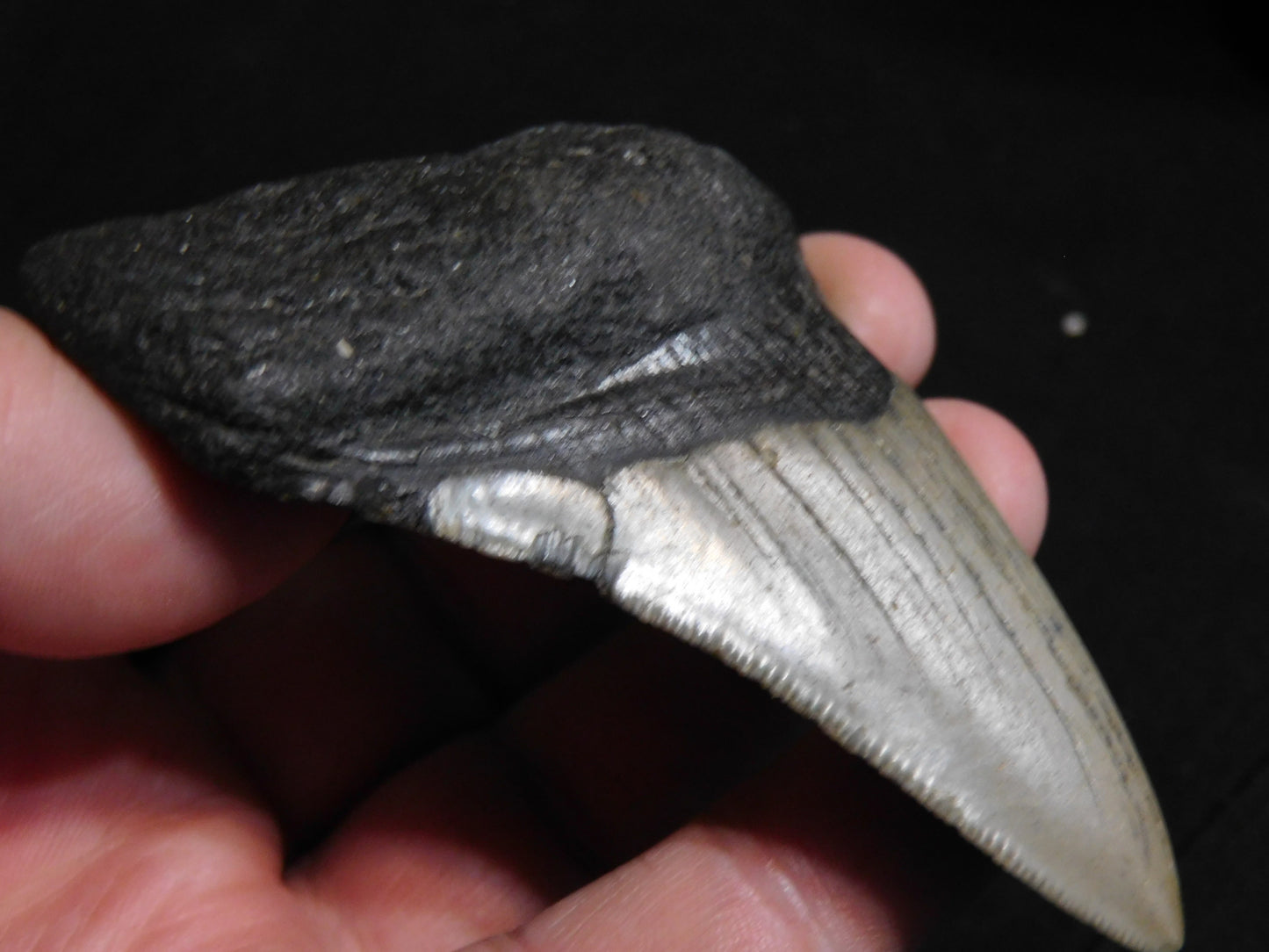 3.6 inch Megalodon Tooth