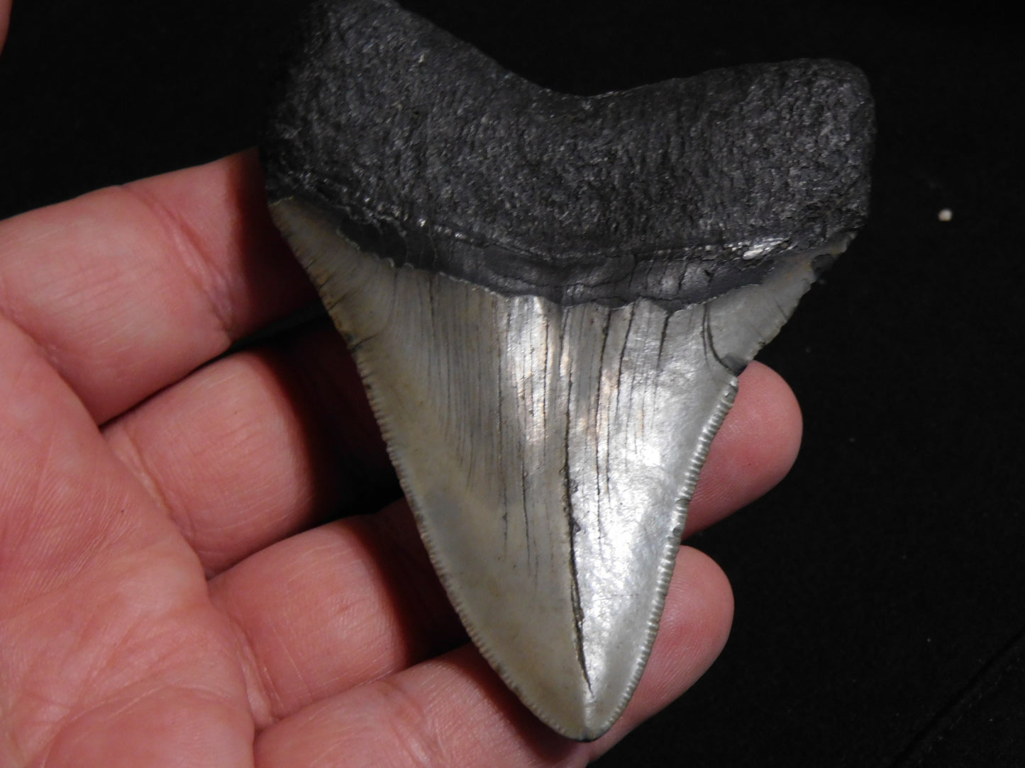 3.6 inch Megalodon Tooth