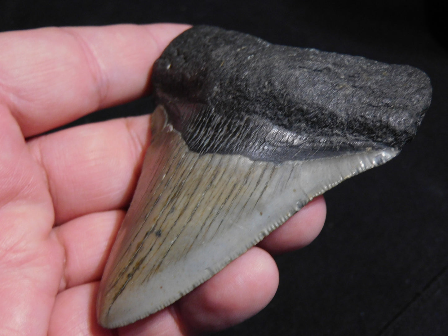 3.6 inch Megalodon Tooth