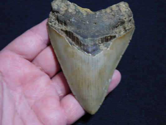 4.4  inch Megalodon Tooth