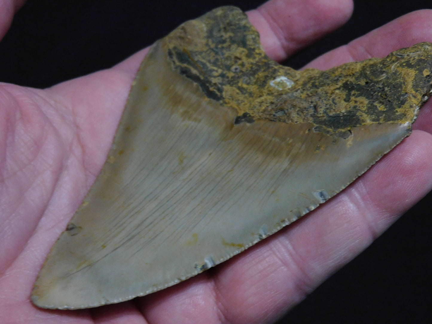 4.4  inch Megalodon Tooth