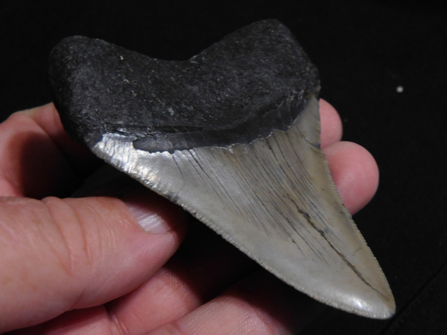 3.6 inch Megalodon Tooth