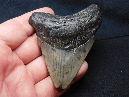 3.4 inch Megalodon Tooth