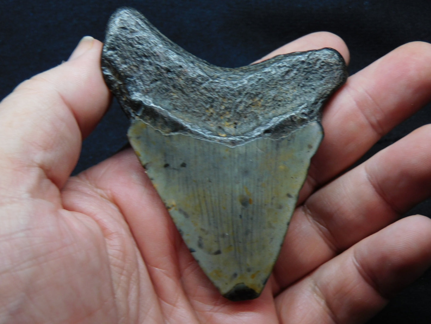 3.4 inch Megalodon Tooth