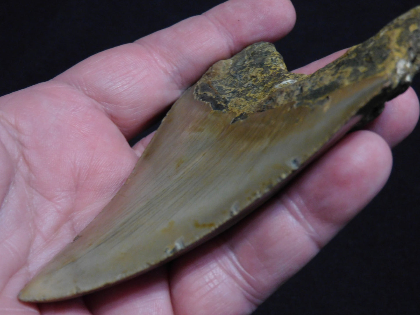 4.4  inch Megalodon Tooth