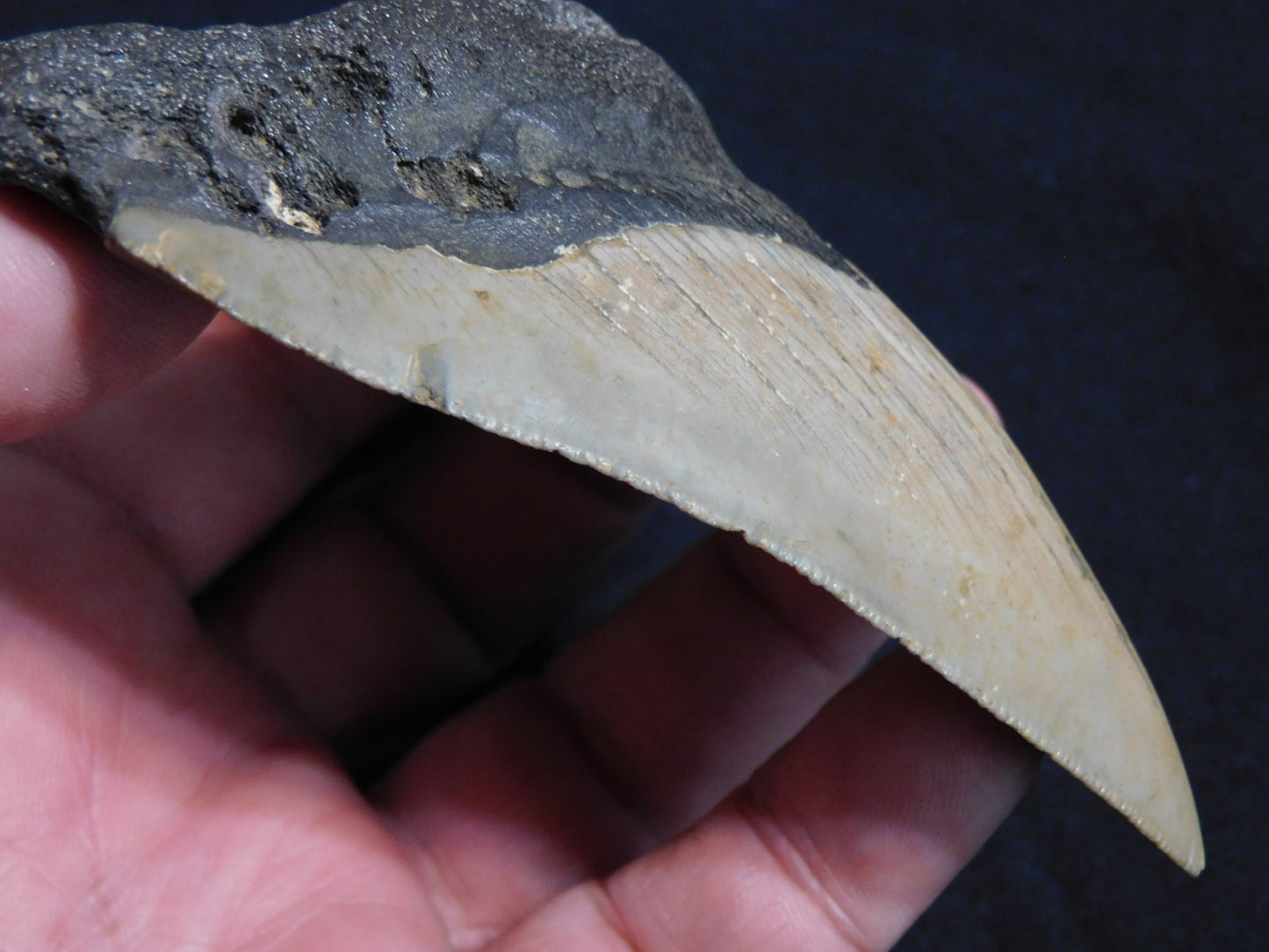 4.3  inch Megalodon Tooth