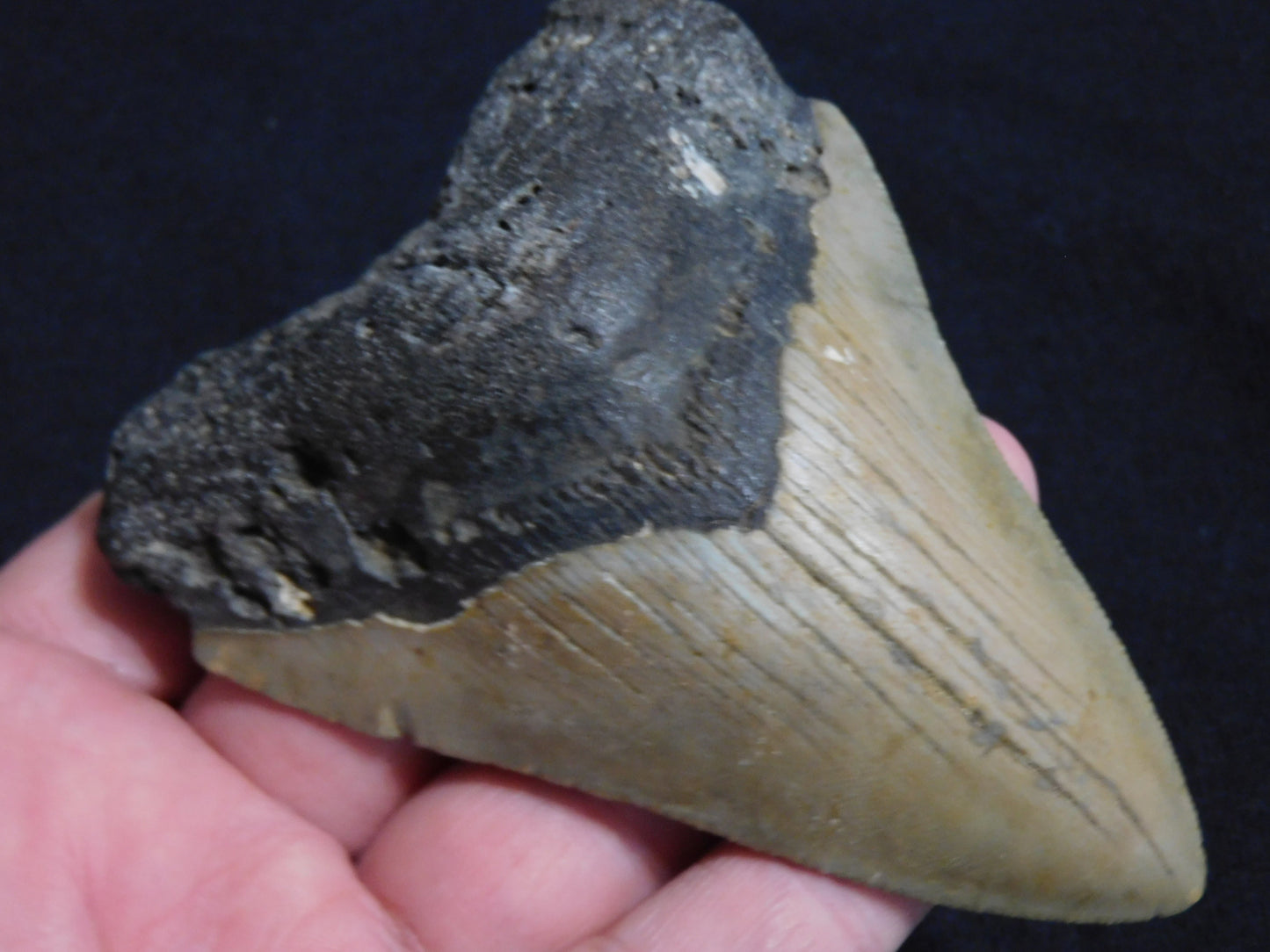 4.3  inch Megalodon Tooth