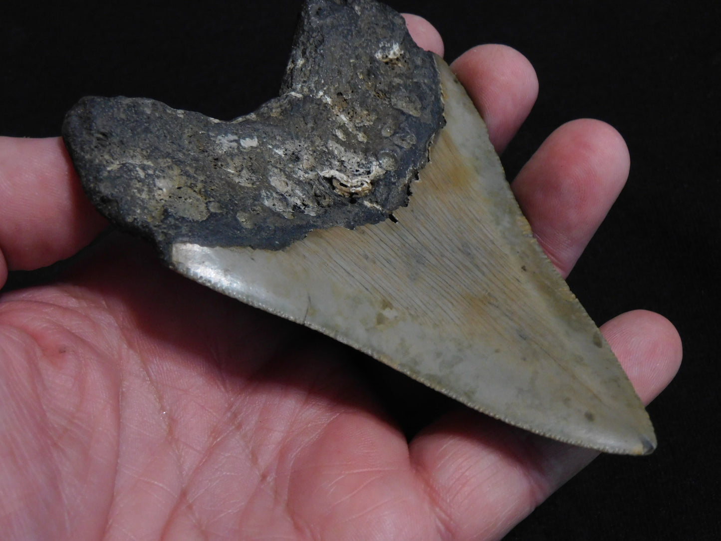 4.3  inch Megalodon Tooth