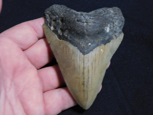 4.3  inch Megalodon Tooth