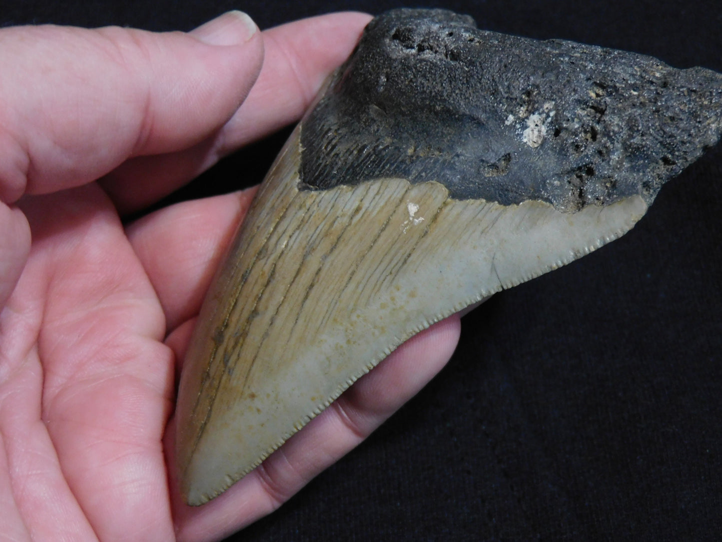 4.3  inch Megalodon Tooth