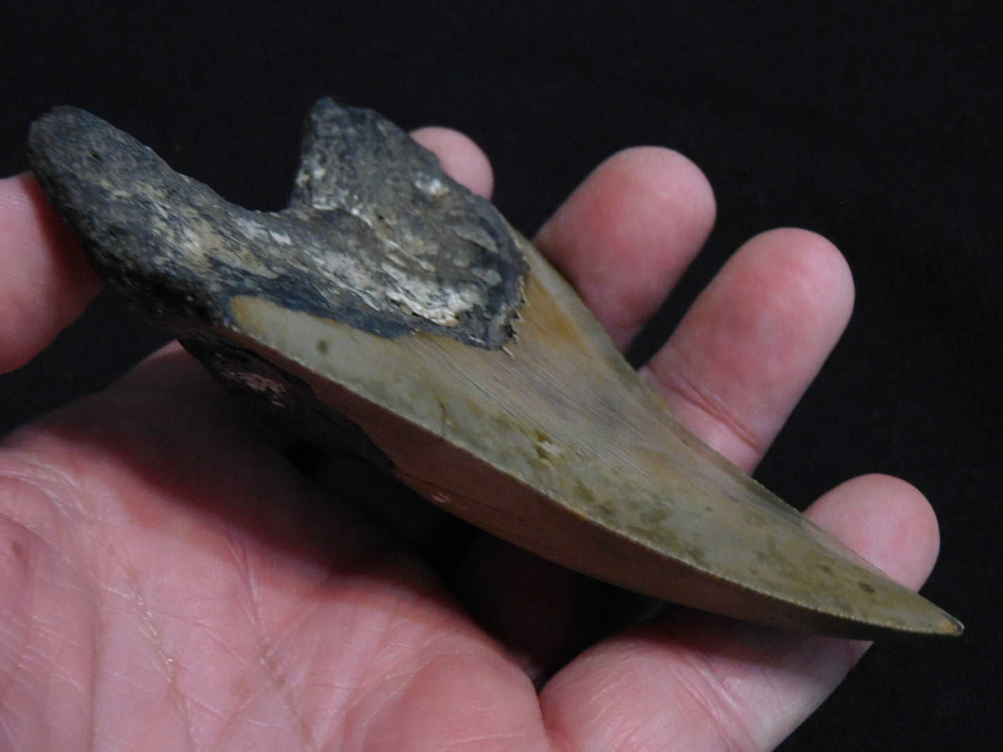 4.3  inch Megalodon Tooth