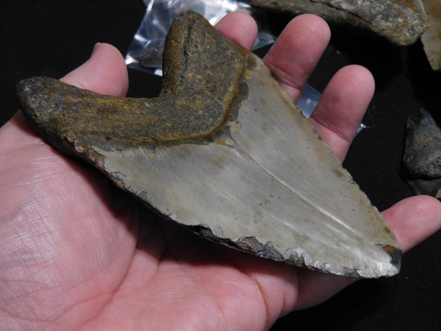 5.5 inch Megalodon Tooth