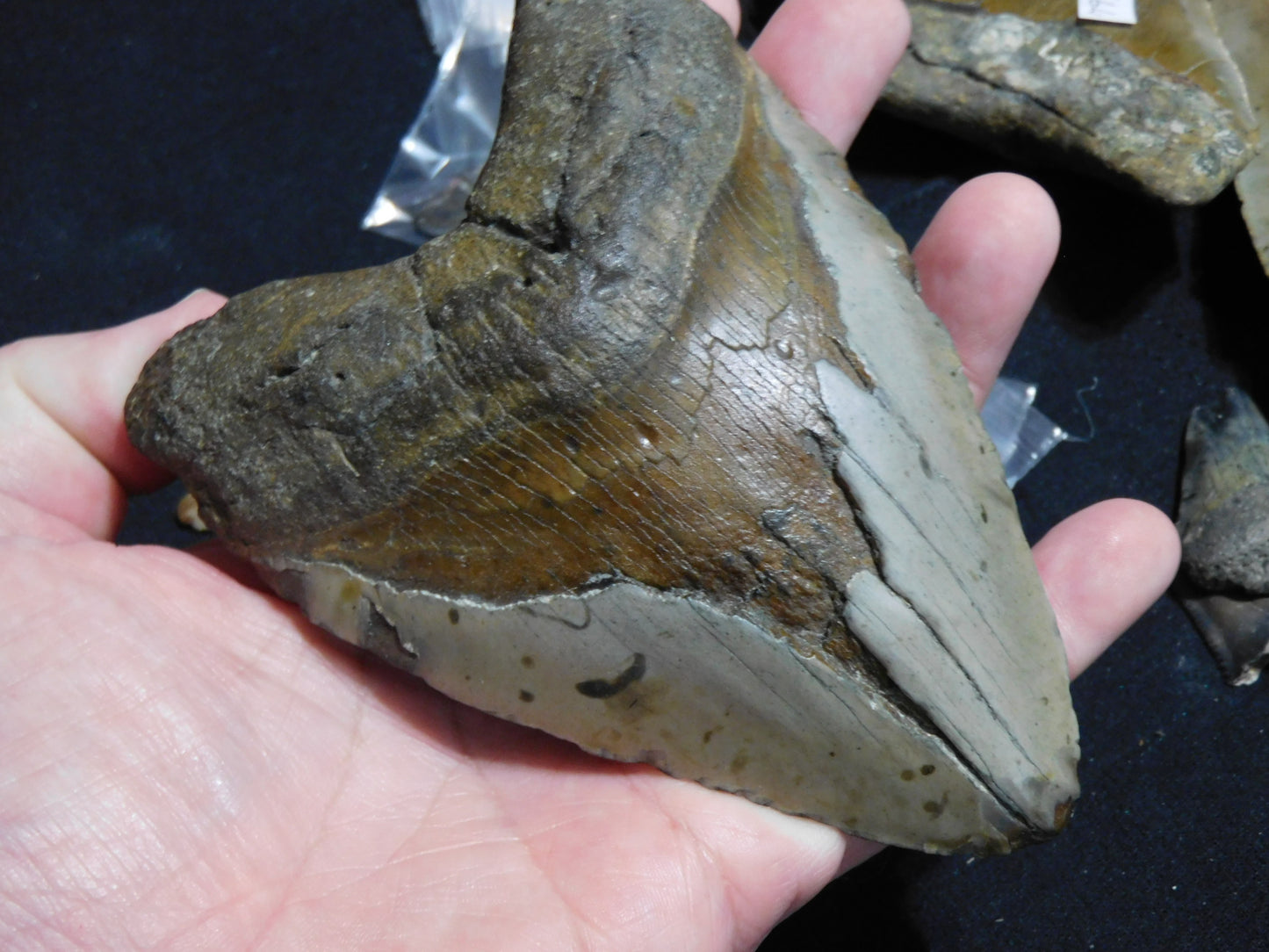 5.5 inch Megalodon Tooth