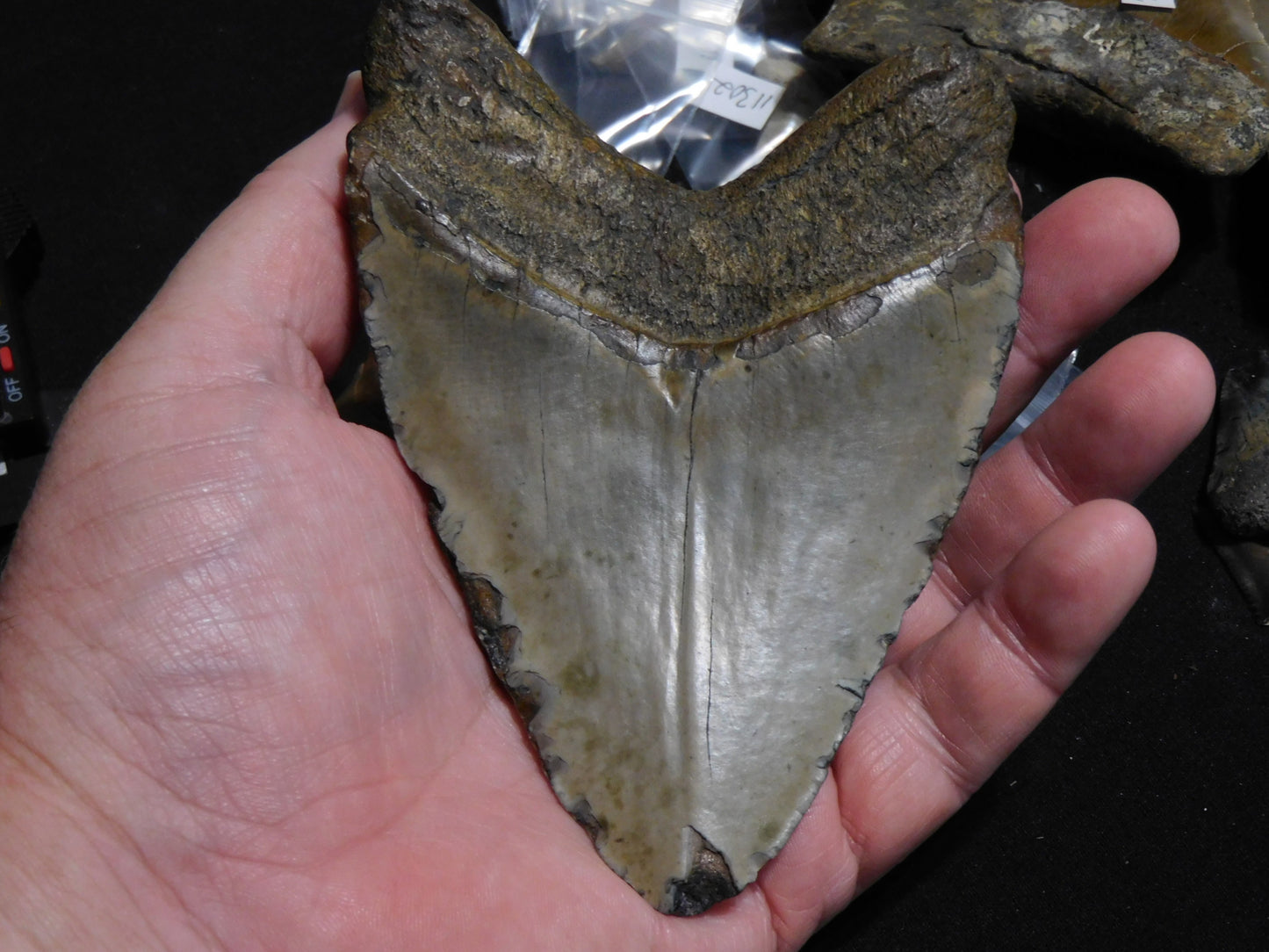 5.5 inch Megalodon Tooth