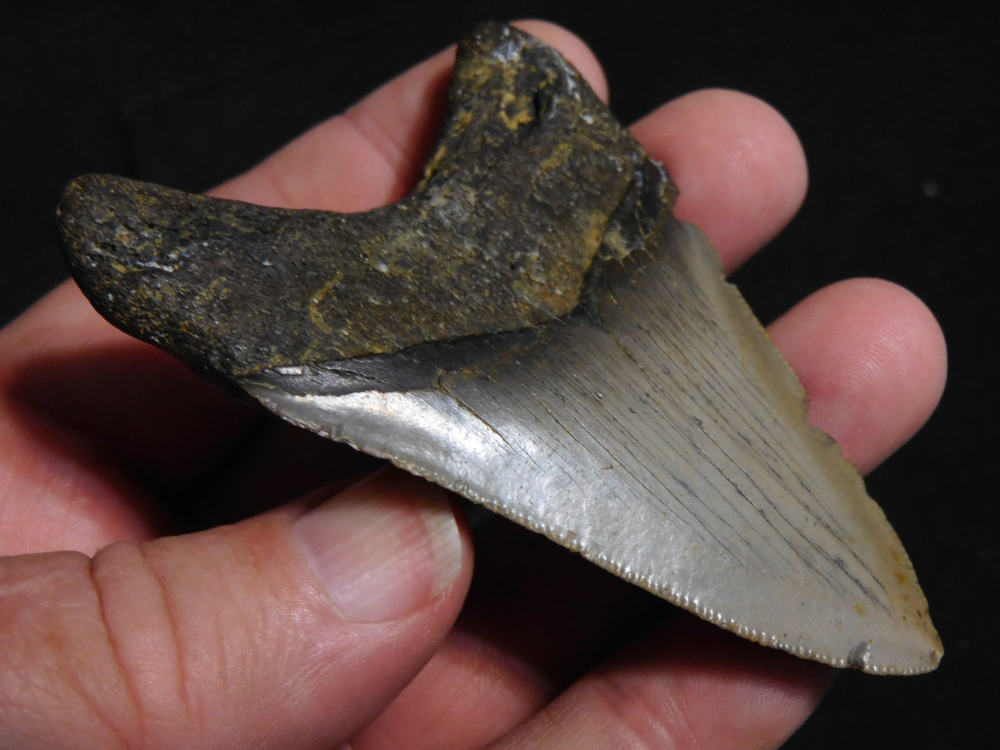 3.2 inch Megalodon Tooth