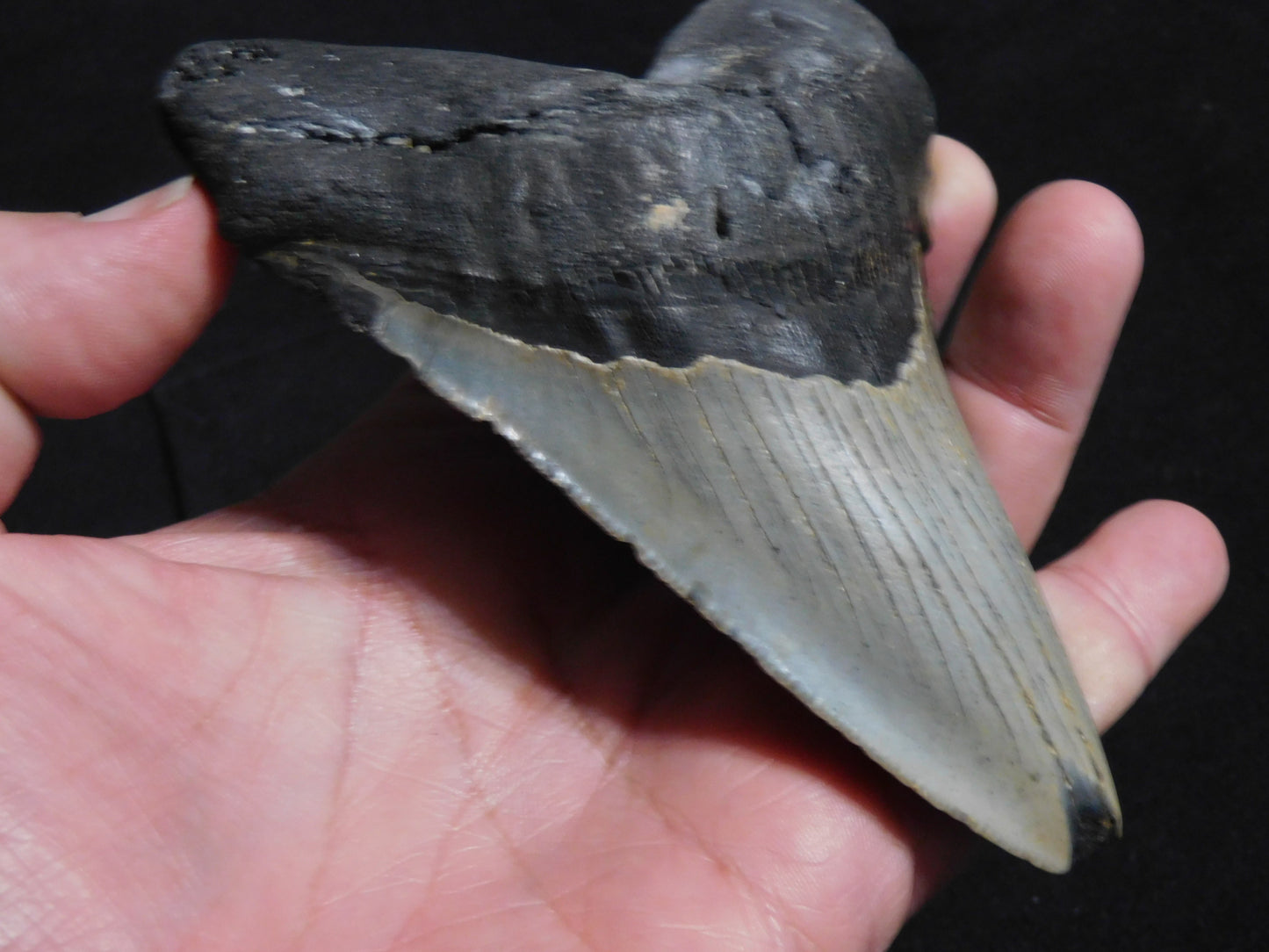 4.8  inch Megalodon Tooth