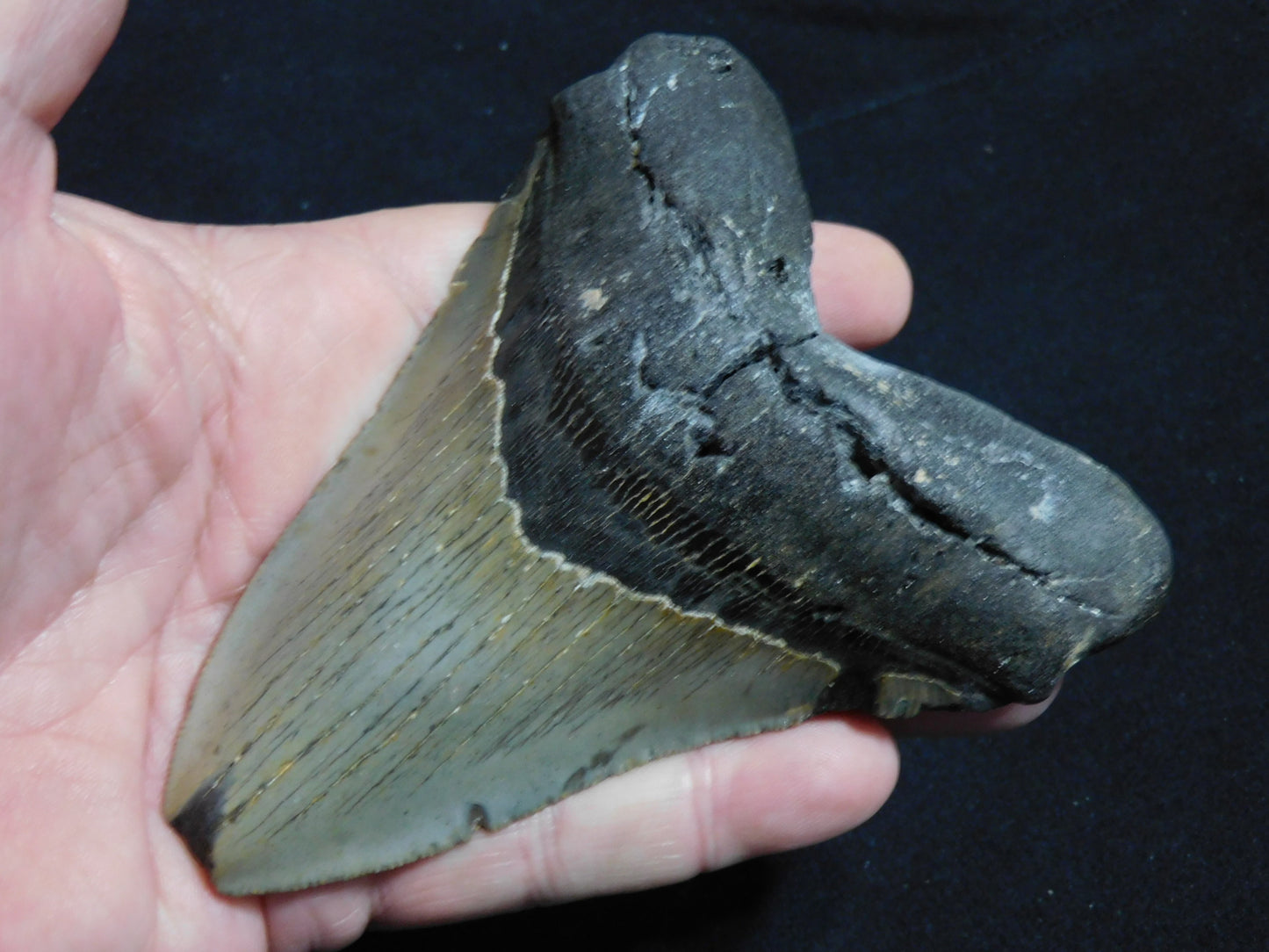 4.8  inch Megalodon Tooth