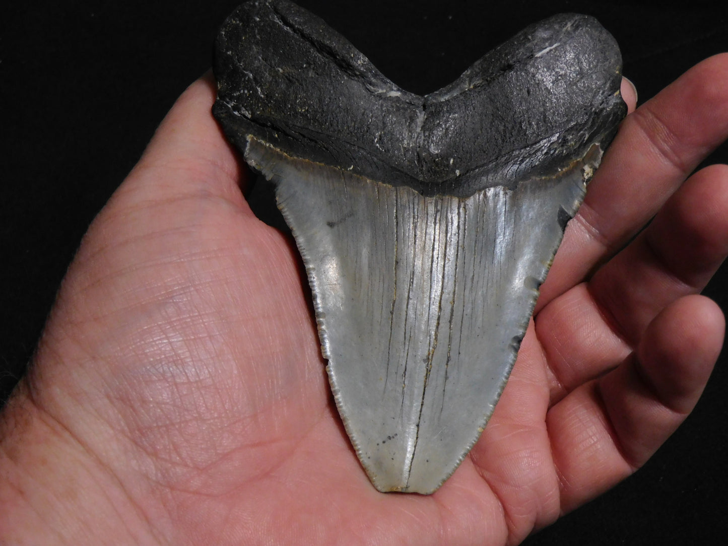 4.8  inch Megalodon Tooth