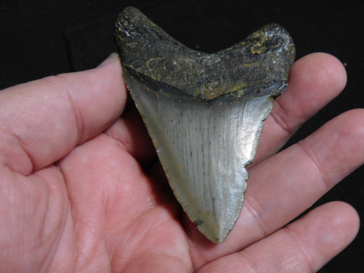 3.2 inch Megalodon Tooth