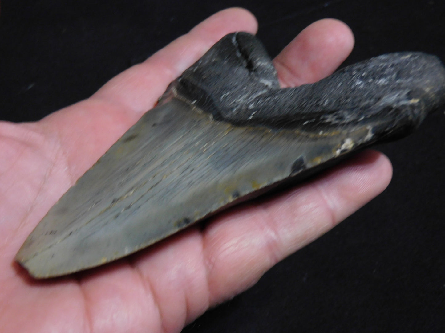 4.8  inch Megalodon Tooth