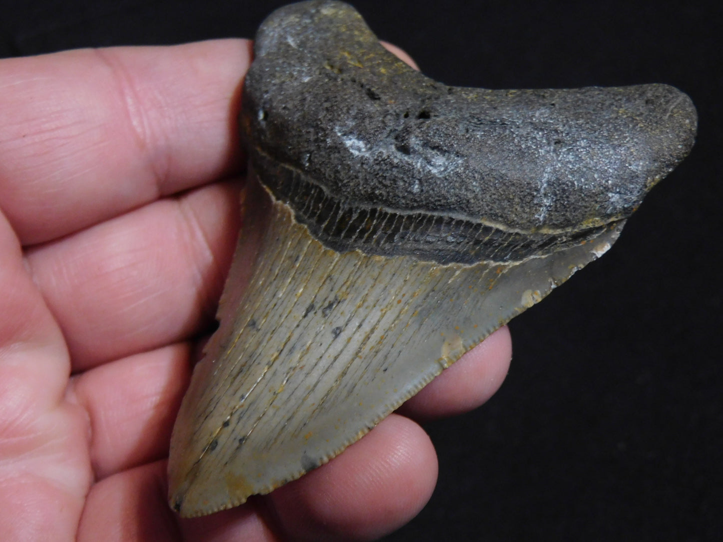 3.2 inch Megalodon Tooth