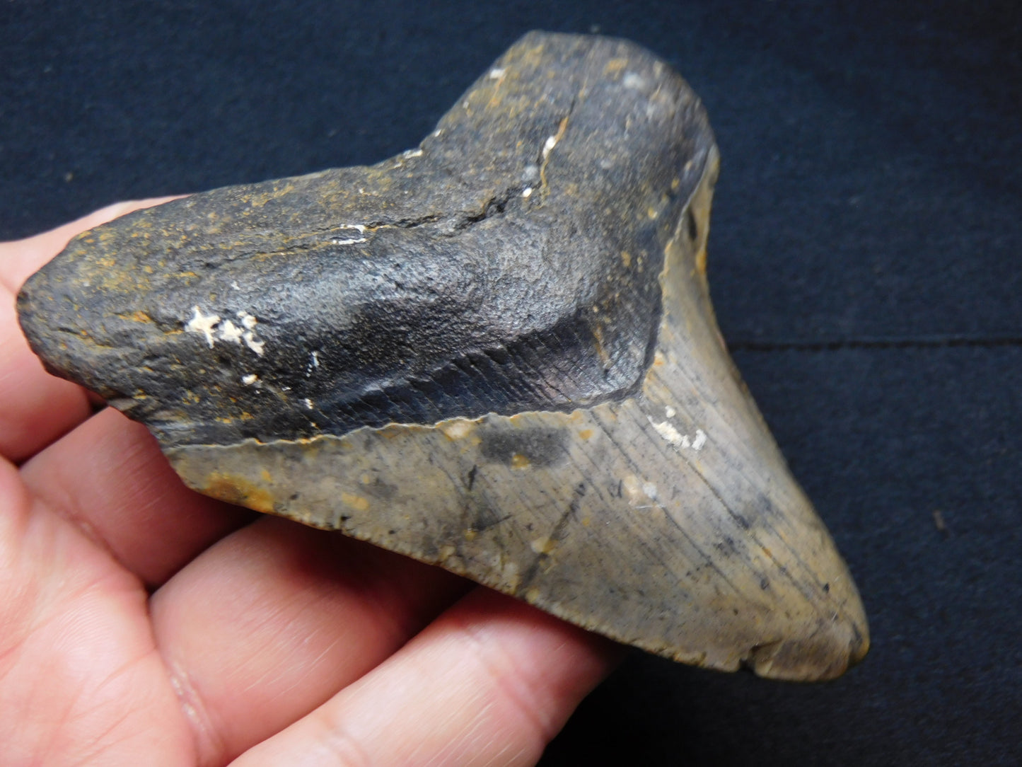 3.8  inch Megalodon Tooth