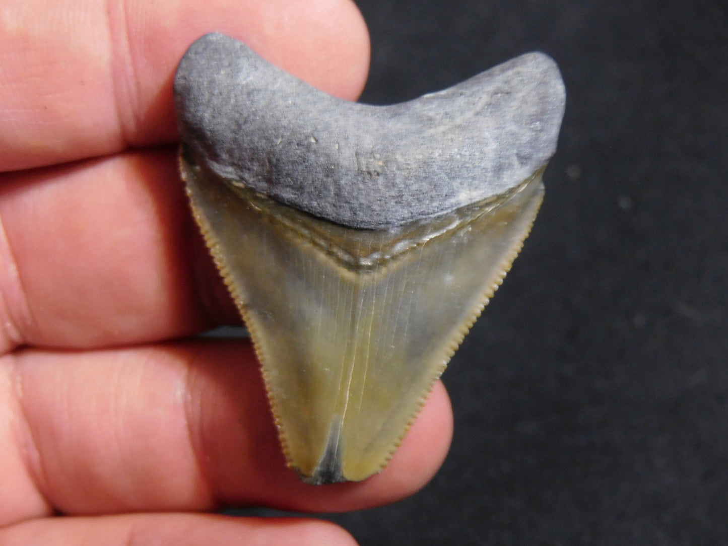 1.7  inch Bone Valley Megalodon Tooth