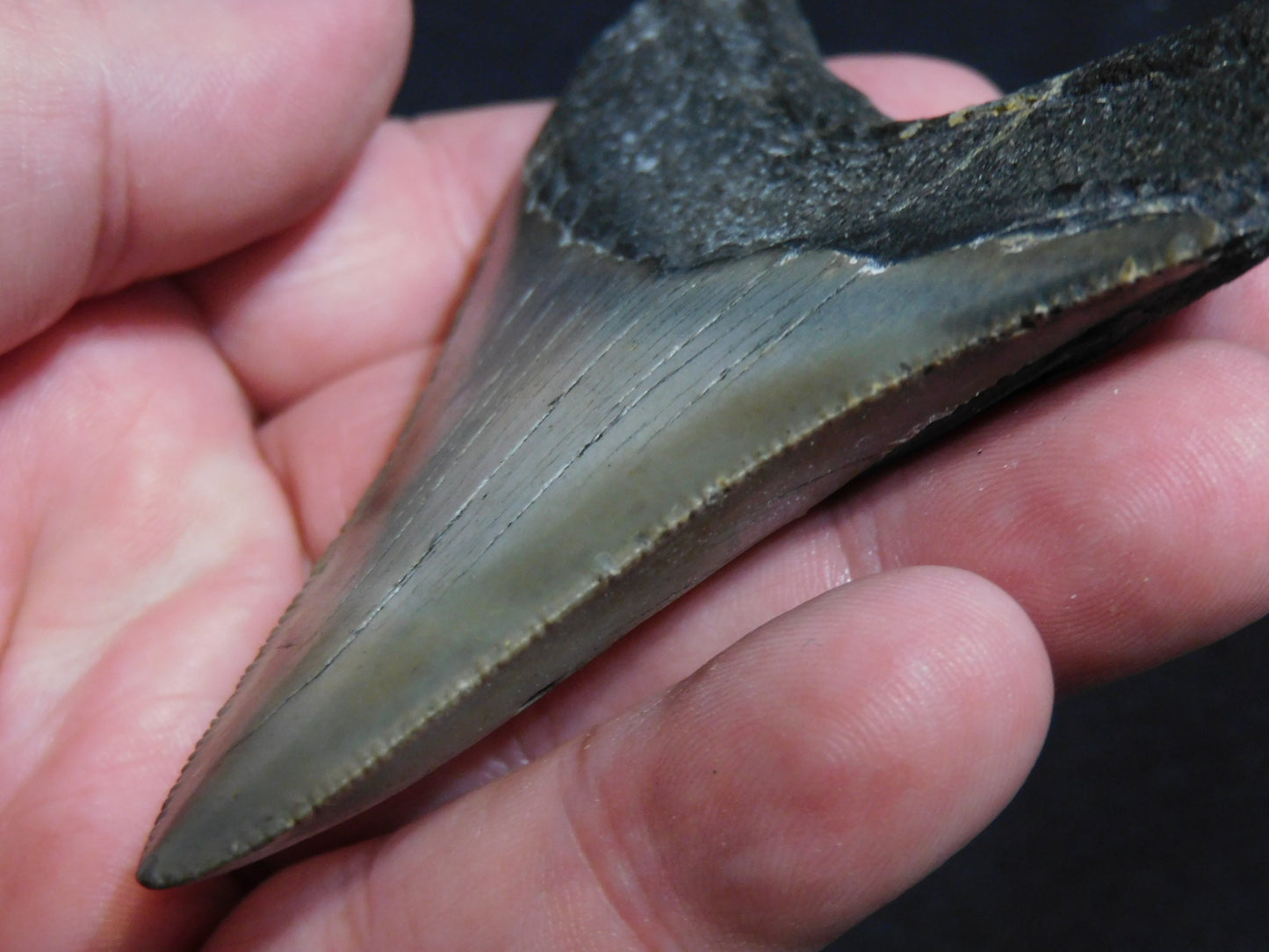 3.6 inch Megalodon Tooth