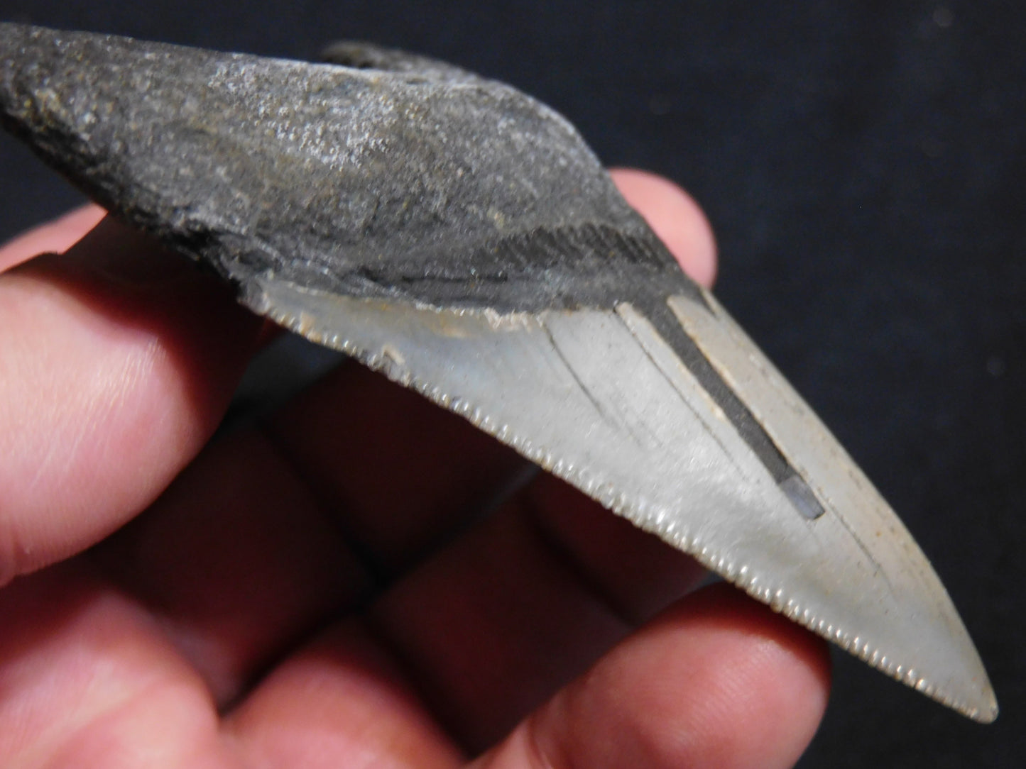 3.6 inch Megalodon Tooth