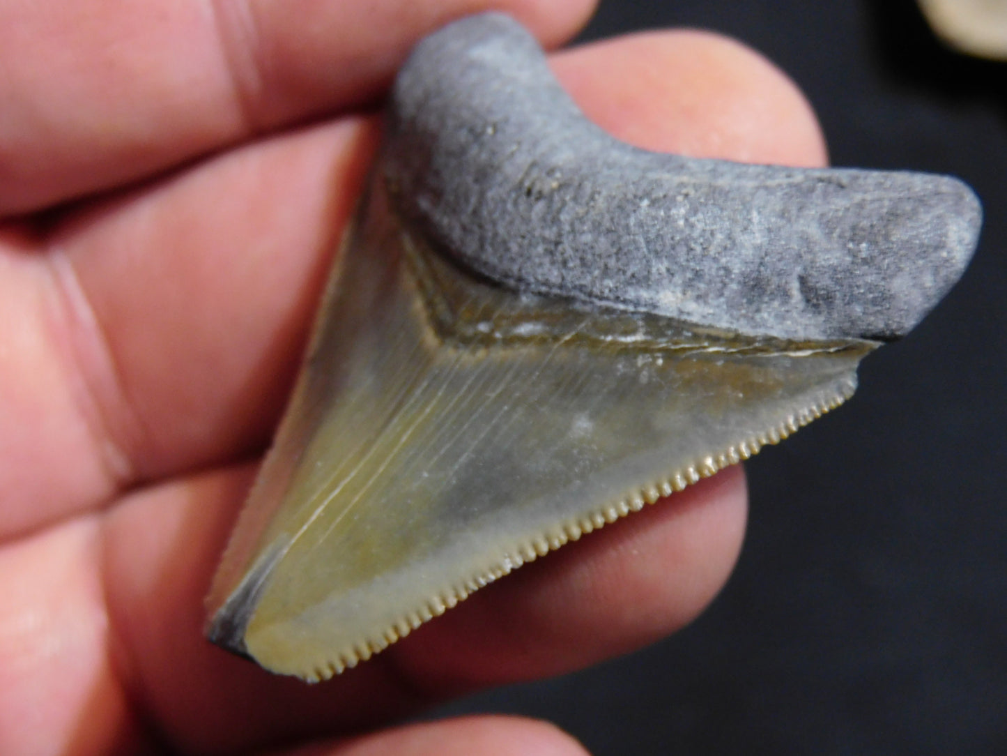 1.7  inch Bone Valley Megalodon Tooth