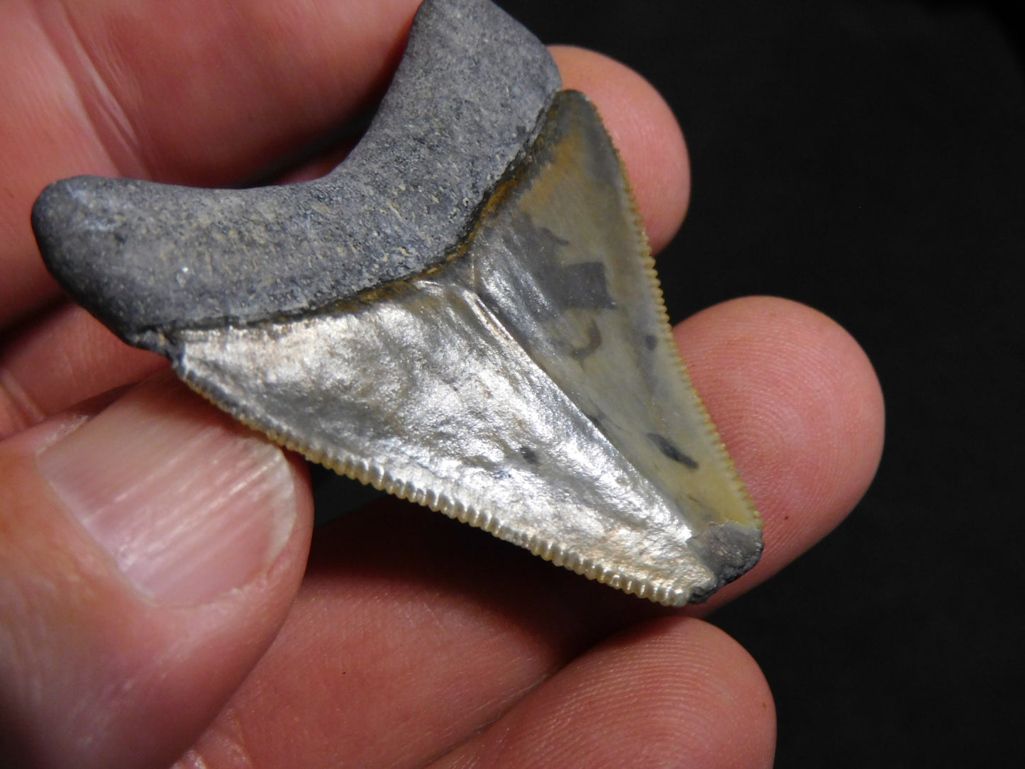 1.7  inch Bone Valley Megalodon Tooth