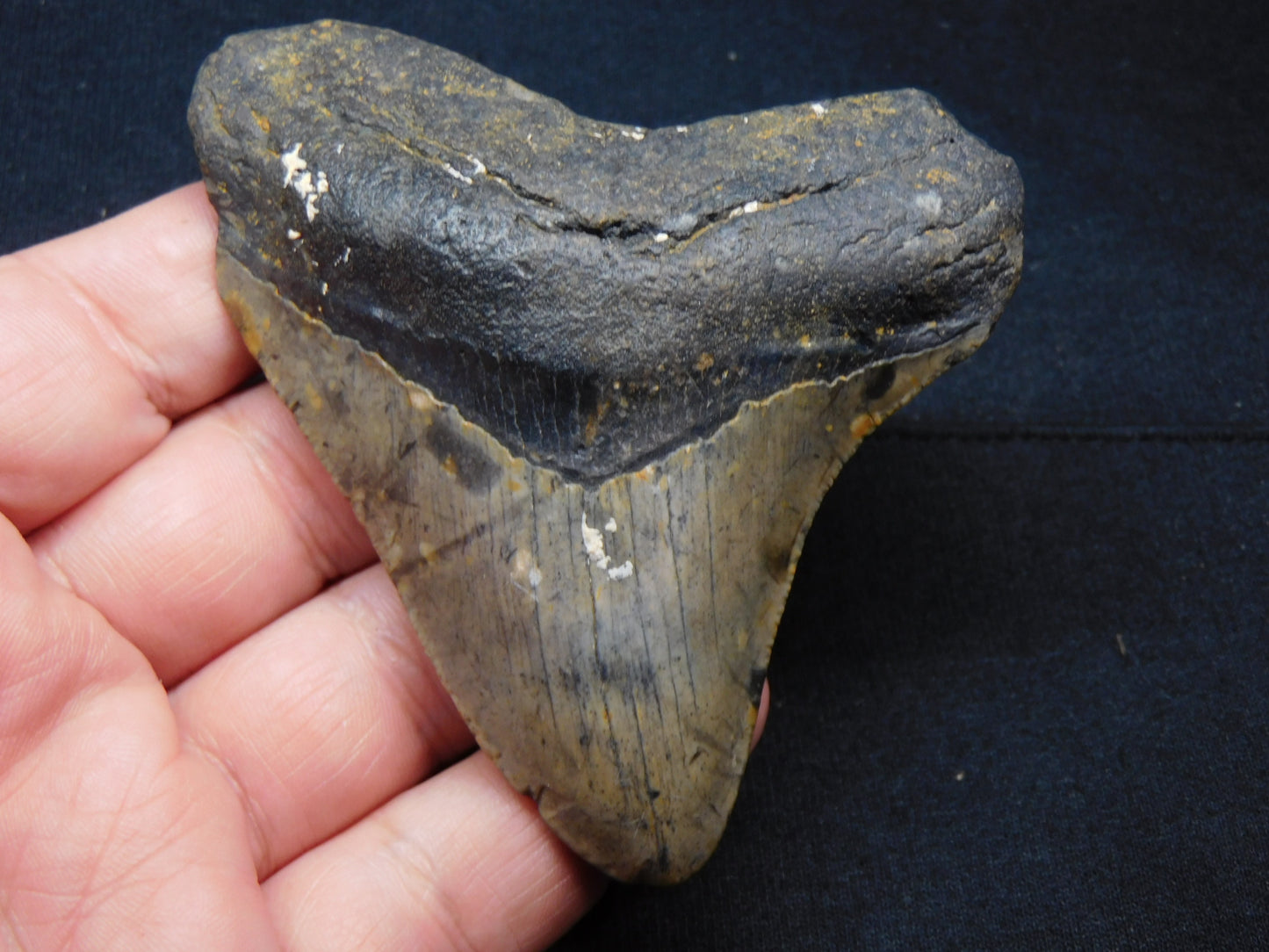 3.8  inch Megalodon Tooth