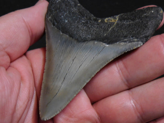 3.6 inch Megalodon Tooth