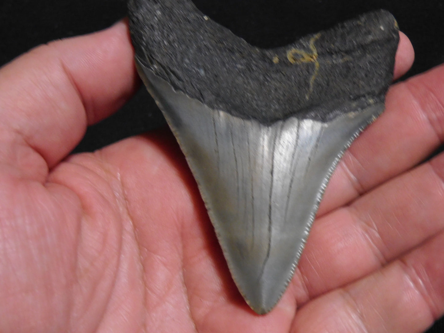 3.6 inch Megalodon Tooth