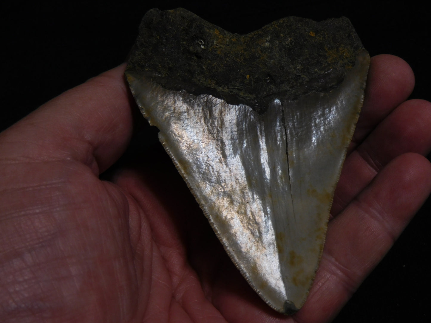 3.7 inch Megalodon Tooth