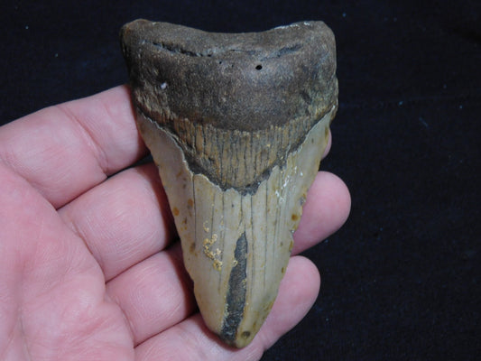 3.5 inch Megalodon Tooth